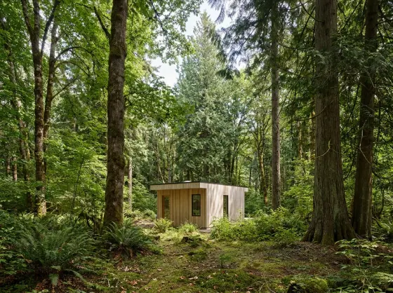 Deep in a forest