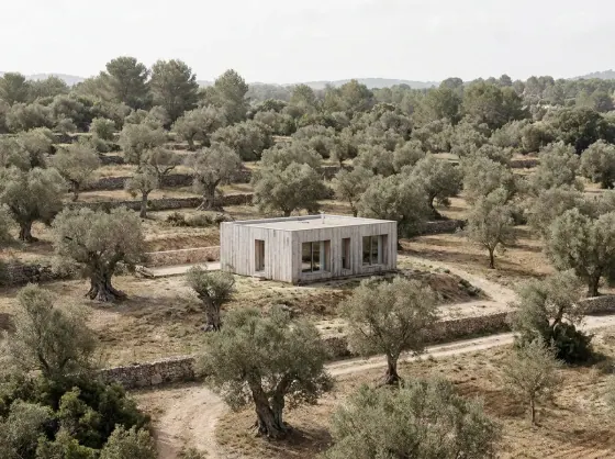 In an olive grove