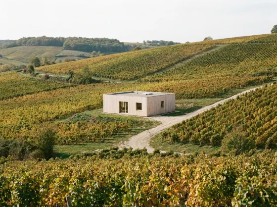In a vineyard